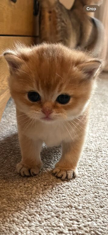Active GCCF kittens