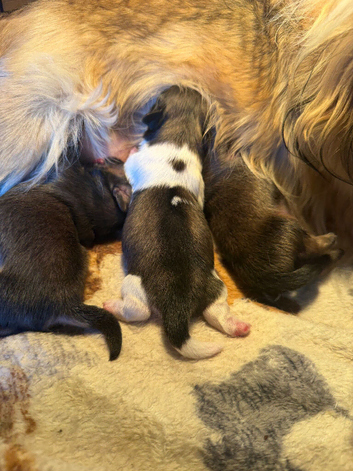 3 pure Pekingese puppies