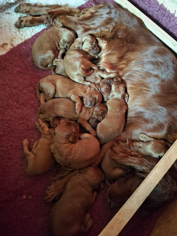 Kc registered Irish Settee puppies