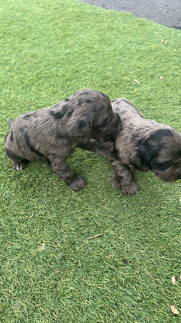 Cocker spaniel puppy