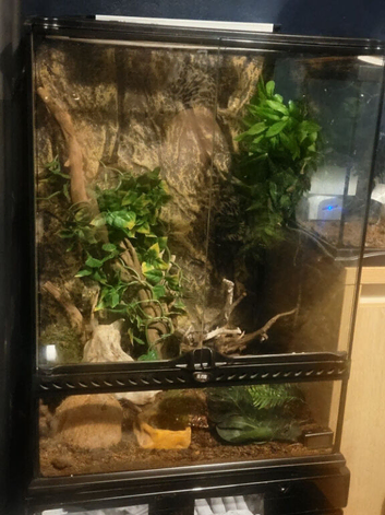 Breeding pair of crested gecko with large vivarium