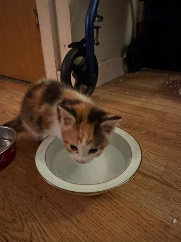 Calico kitten girl
