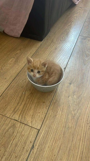 For sale kittens