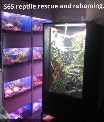 S65 reptile rescue and rehoming