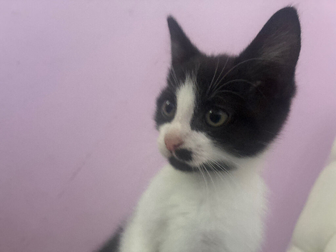 Kitten 8 week old