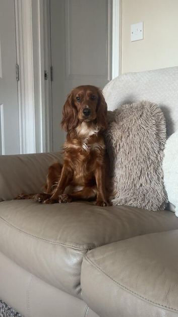 Working cocker spaniel in need of a loving home