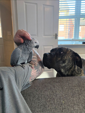 Hand reared 2 year old Congo African grey