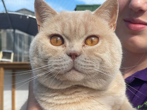 Gccf cream British shorthair boy