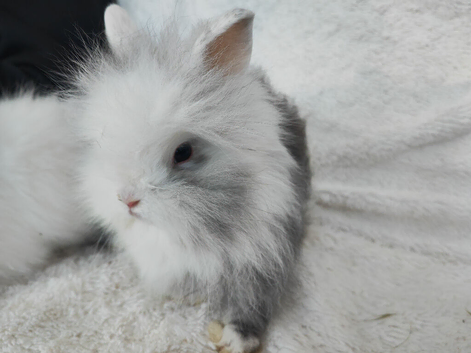 Last 3 Double mane lionhead rabbits