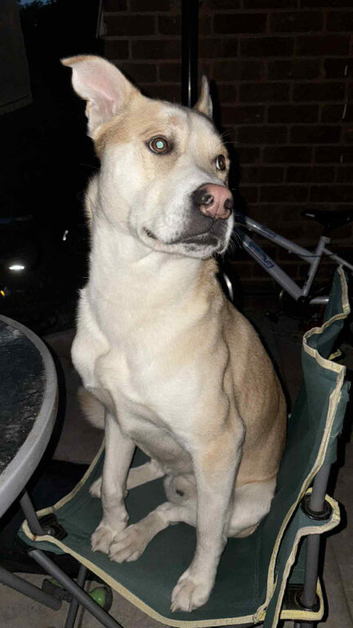 Husky x Rhodesian Ridgeback