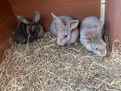 Stunning Mini Rex boys ready now