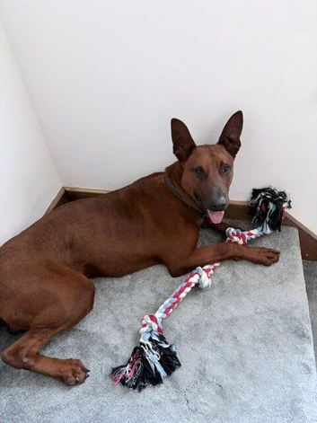 10 months old Malinois x Chinese Dog cross
