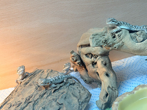 Bearded dragon hatchlings