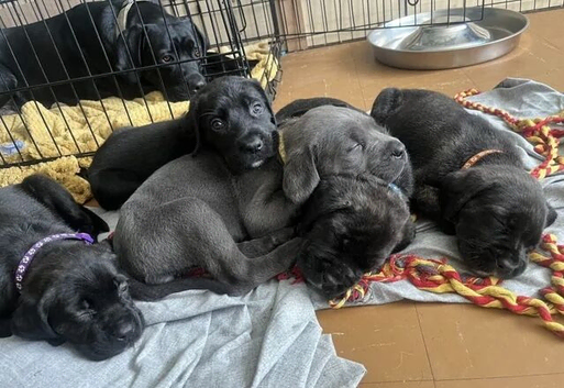 Beautifully Raised Purebred Cane corso puppies