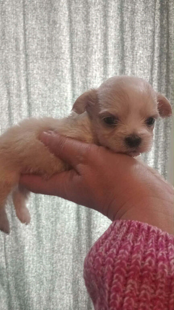 Shihtzu puppy ready to leave now