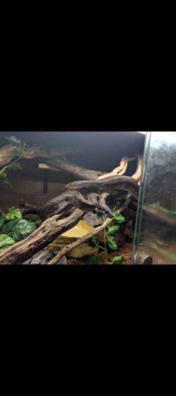 IMG Boa constrictor