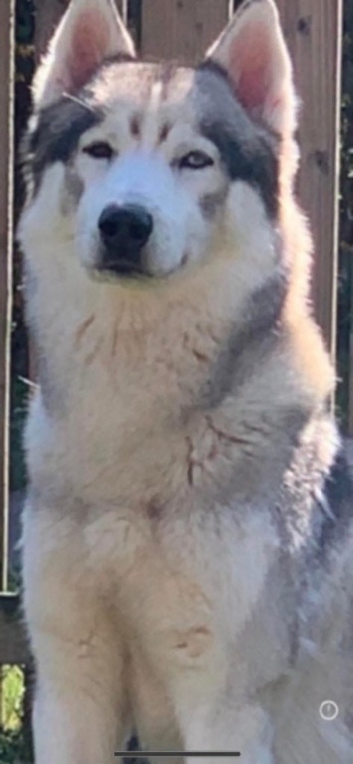 Proven stud Siberian husky