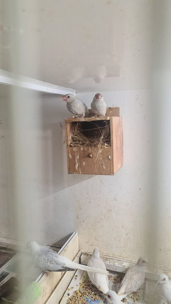 Lovely birds