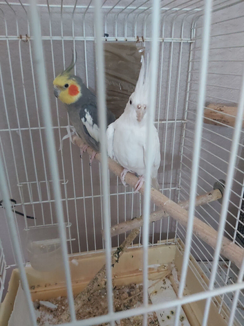 Breeding pair