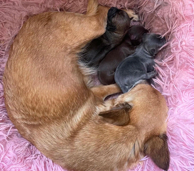 Tiny chihuahua puppies