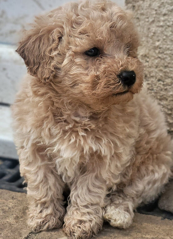 Cute baby poochons