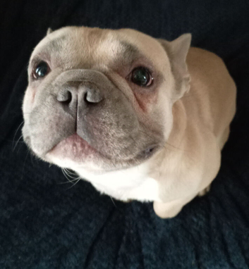 French bulldog stud