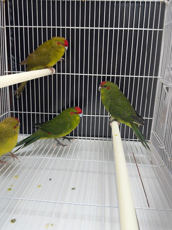 Kakarikis for sale
