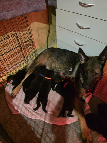 9 beautiful shepsky puppies