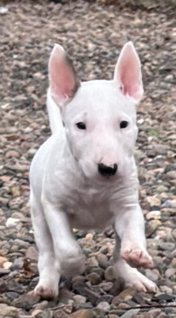 Beautiful Bullterrier pups 1 male 1 female