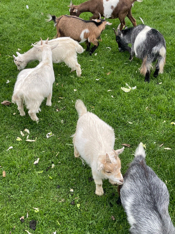 Pygmy weather pure bred no papers