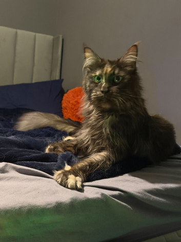 Gabii TICA active Pedigree Maine Coon looking for her forever 5 star home*!