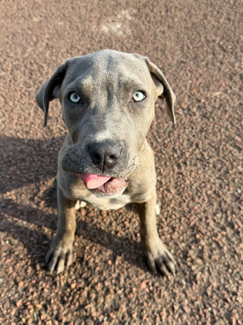 Cane corso