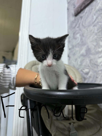 7-8 weeks old kittens for sale 4 available