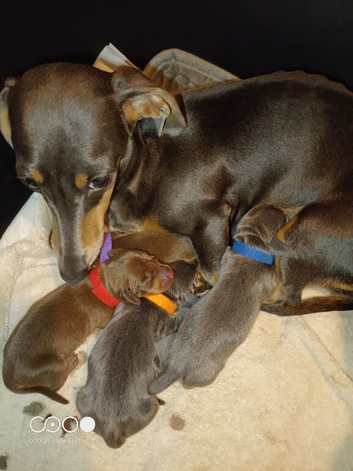 Stunning litter miniature dachshunds