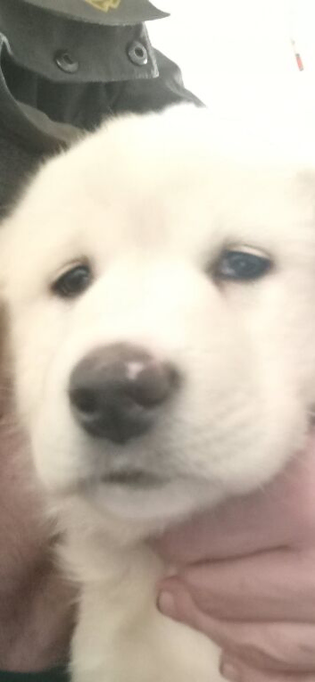 Puppies