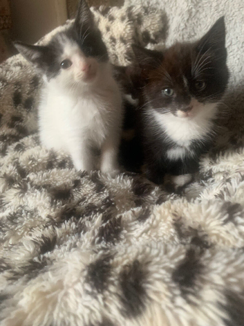 Adorable black and white kittens