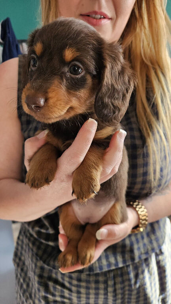 Dachshund puppies