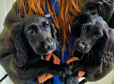 Cocker spaniel pups