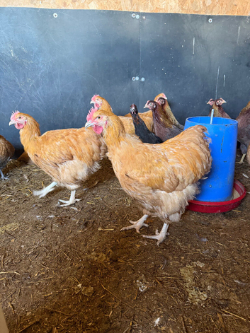 buff orpington cockerels