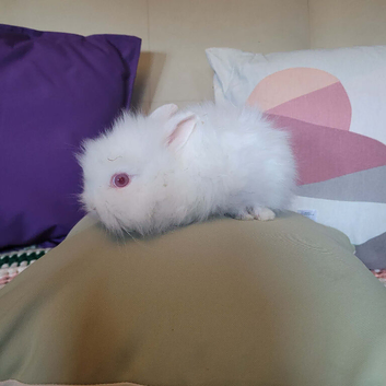 Lion head male rabbit