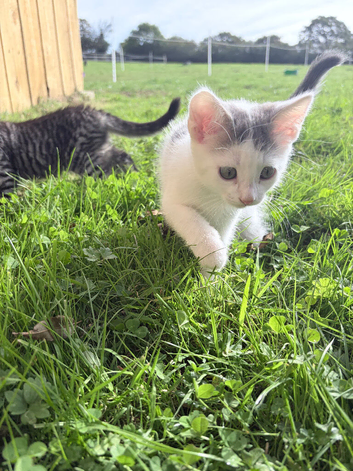 Kittens