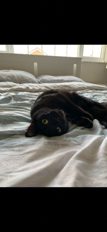 2 year old female cat spayed and chipped