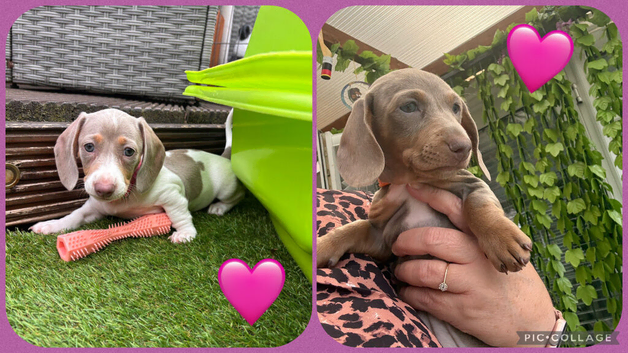Miniature Dachshund puppies