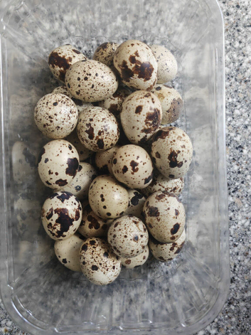Jumbo Quail Fertile Eggs