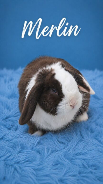 Choc split mini lop buck