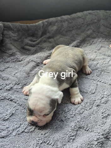 Old Tyme Bulldog puppies