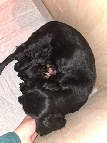 KC Working cocker spaniel