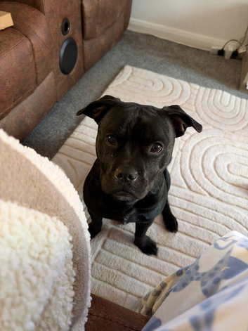 Beautiful 10 month old staffy/frenchie