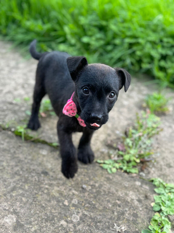 Playful Patterdale puppy's