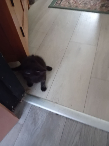 Baby girl bengel 8. Weeks black kitten.